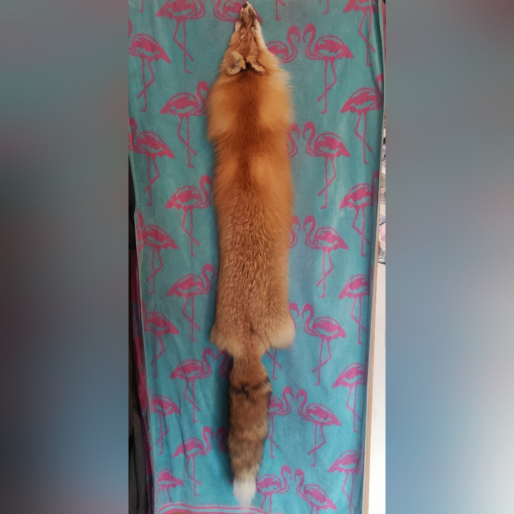 XXL redfox about 58in